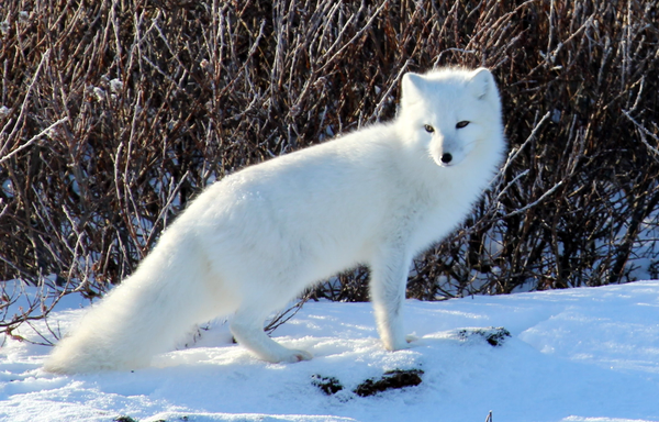 A very fluffy looking arctic fox standing on a snow covered ground with the sun shining on their back.