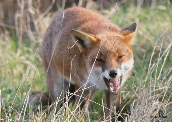 Picture of a Fox