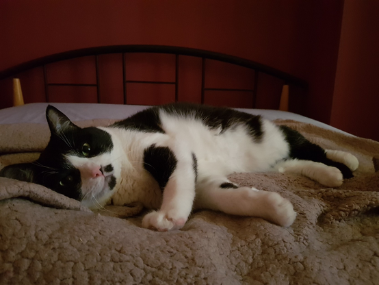 A large, fluffy black and white cat looking at the camera with his big, round eyes