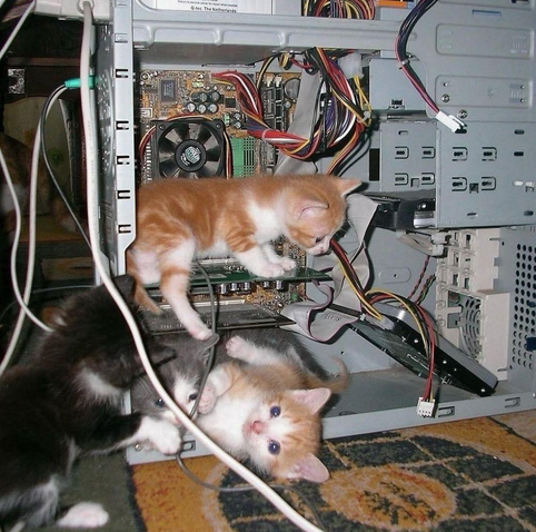 ALT 

Gatos dentro de una cpu