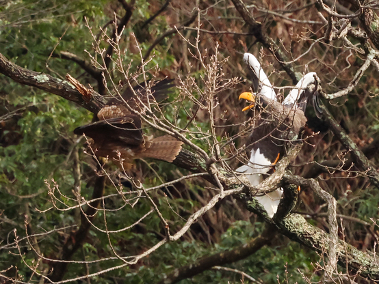 鳶に威嚇するオオワシ