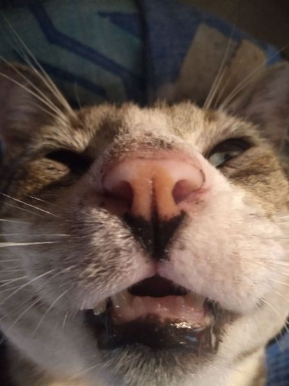 Close-up of a cat's face with its mouth open, showing a humorous expression. The cat's nose and whiskers are prominent in the image.