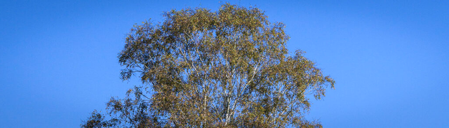 the canopy of a birch tree against a blue sky