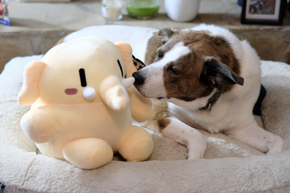 A Mastodon mascot elephant in cream color sitting on a dog bed beside a white and brown dog who's checking the newcomer out.