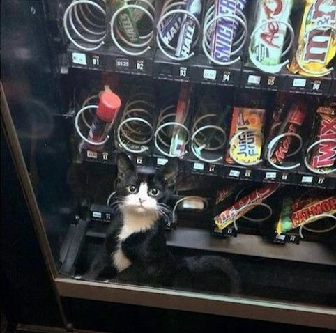 A black and white cat is sitting inside a vending machine, surrounded by various snacks and drinks. The cat looks up at the glass front, appearing curious and slightly confused.