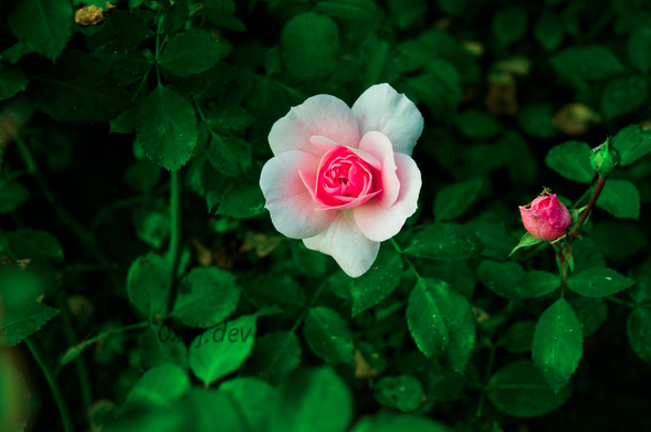 A rose in full bloom, with pink center and light pink to white external petals. There's a smaller pink rose flower bud on the right. The background are dark juicy green rose shrub leaves.