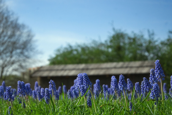 A lawn with short green grass and many blue blooming flowers that look from the distance like small grape clusters. In the blurred background there's a small graduation tower (but it's horizontal and looks like a coutry cottage), trees with green leaves and one leafless tree on the left. The sky is also visible, it's light blue, with sparse white clouds.