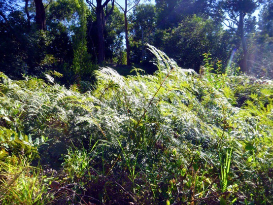 An autumn day in 2015 walking in the bush. Bracken in the foreground, trees behind framing a sharp blue sky. 

source https://flickr.com/photos/bootload/17091172186