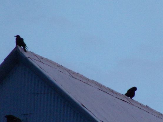 2 crows on a rooftop practicing social distancing and facing away from each other