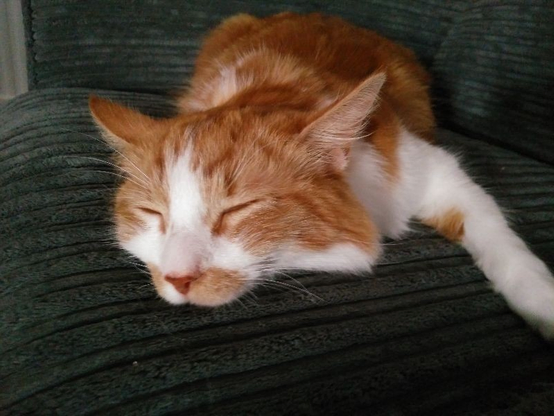 A ginger and white cat is sleeping peacefully on a dark green cushion. Its eyes are closed, and it is lying with its front paws stretched out comfortably.