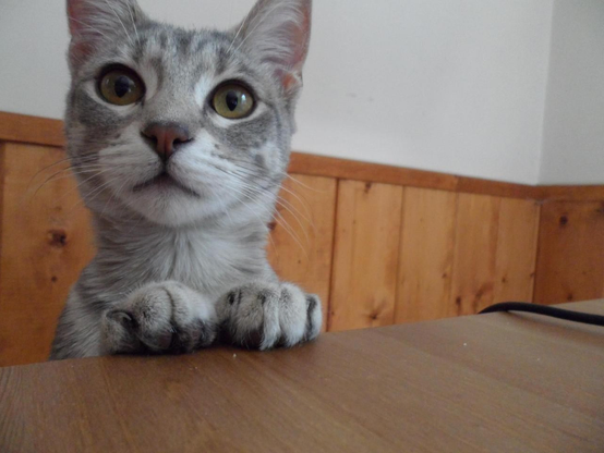 A gray tabby cat with big eyes is peering over the edge of a wooden table. Its front paws are resting on the table, and a wood-paneled wall is in the background.