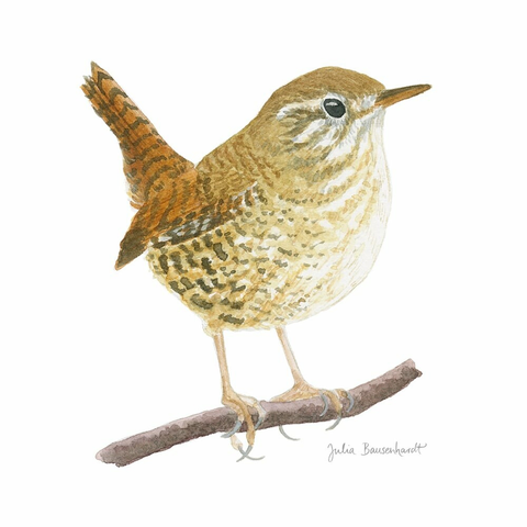 wren in watercolor by Julia Bausenhardt