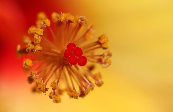 The center of a yellow and red Hibiscus flower in close up