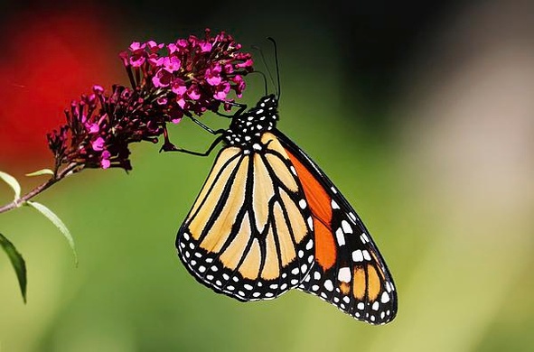 Monarch Butterfly in orange and black with pink flower and red/green background