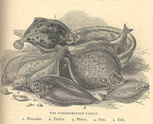 Historic textbook illustration showing different flatfish species from the Pleuronectiformes family
1. Flounder
2. Turbot
3. Plaice
4. Sole
5. Dab