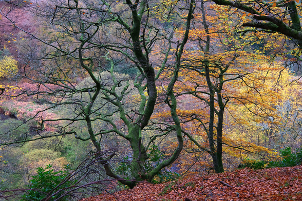 Looking down a steep, wooded slope to a barely seen river at the bottom. A tree in the centre splits at its base into three and has grown from there. Lots of autumn colours. Mostly brown beech leaves on the woodland floor.