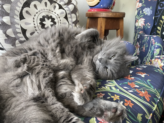 Mon chat pelucheux et gris qui s'endort, les yeux entrouverts, sur un petit canapé bleu, bien blottis dans un nid de coussins.