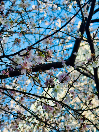 超！？早咲きの、東京・京橋の桜