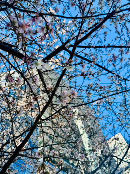 1本だけ開花してしまっている京橋の桜の木