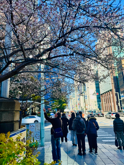 銀座から日本橋に向かう道すがら、ちょうど京橋あたりのどうろの左側に生えている桜の木です。