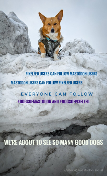 Moxxi the corgi is on top of a chunk of snow and ice. She's looking down at the camera. She's wearing a green jacket. An overlay text reads 
Mastodon users can follow Pixelfed users
Everyone can follow #DogsOfMastodon and #DogsOfPixelfed

We're about to see so many good dogs