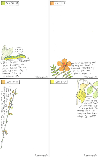 4 perpetual journal entries for the weeks of September 24 through October 21, showing a cloudless sulphur larva and butterfly, caltrops in bloom, and yellow palo verde leaves