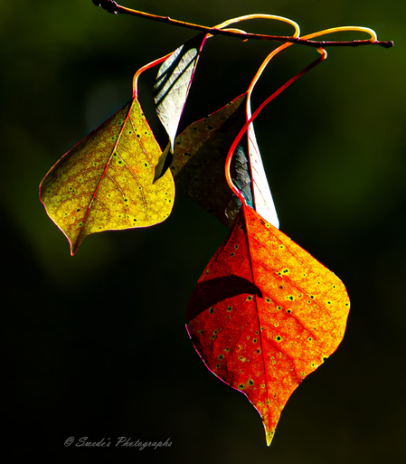 "This image shows a close-up view of Chinese tallow leaves (Triadica sebifera) hanging from a branch. The leaves exhibit a striking color transition, with one leaf displaying a vibrant yellow hue with green veins and the other showing a mix of red and orange tones. The leaves have a heart-shaped structure with visible veins and small holes scattered across their surfaces. The background is dark, which highlights the leaves and their vivid colors. The photograph is signed "© Swede's Photographs" at the bottom. This image is interesting due to the contrasting colors and the detailed texture of the leaves, capturing the beauty of nature in a simple yet captivating manner." -Copilot
