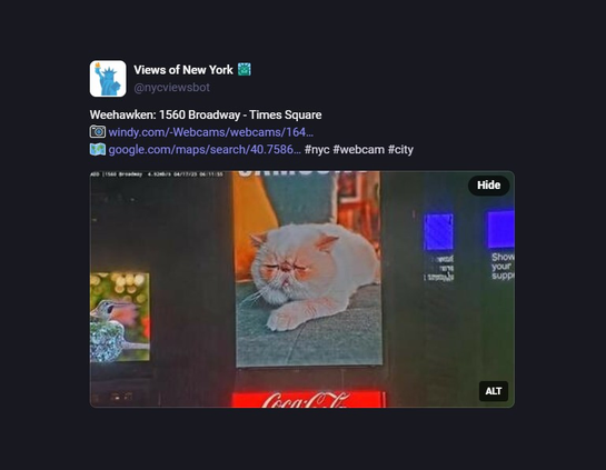 A screenshot of a post from the Views of New York bot which itself is a close-up webcam picture of one of the advertising screens in Times Square in Manhattan, showing a fat white cat laying down, eyes closed, one paw facing forward.