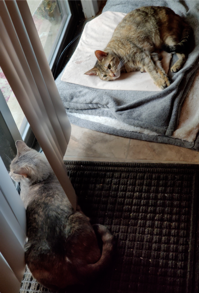 Two cats are by a sliding glass window. The one towards the top of the frame (named Ophelia) is laying on a heat pad and staring at the second cat. The second cat (named Maya) is towards the bottom of the frame. She is sat on the entry rug with her body poked between the blinds on the window, so that she can look outside.