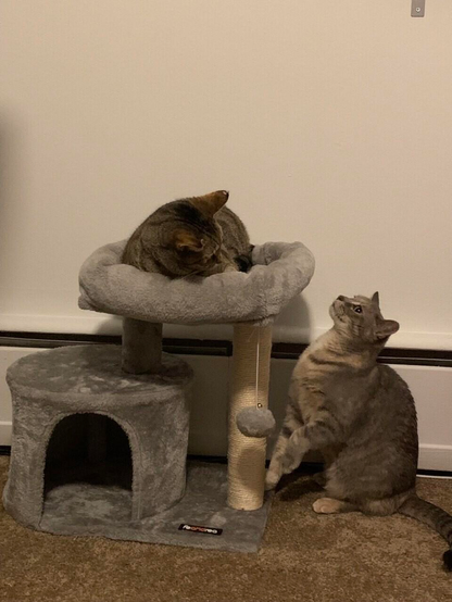 There are two cats in frame, near a very small cat tower. On top of the tower, Ophelia is laying down. Below, in a meercat-like pose, is Maya. She is trying to get a better view of the other cat. They didn't know each other very well at this time.