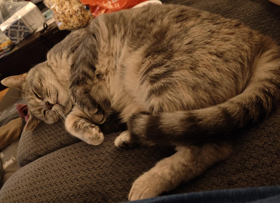 A gray cat, Maya, is laying on the couch. She is curled up such that her belly and paws are all exposed, though her tail is tucked near her feet. She looks peacefully asleep