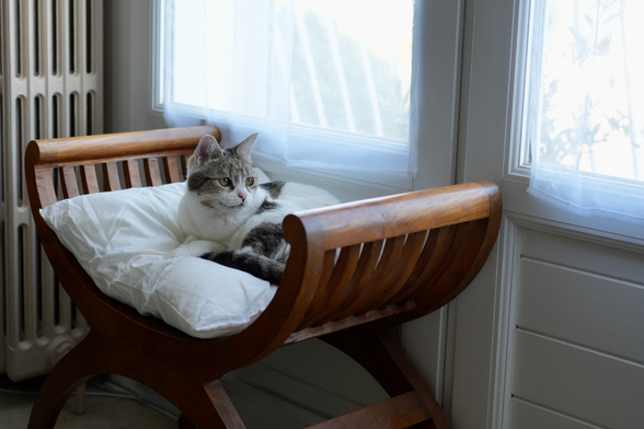 Photographie d'un chat bicolore blanc et brun. Il est assis sur un oreiller lui même posé sur un tabouret en bois en demi-cercle. Il regarde quelque chose hors champ à droite de la photographie. La tabouret est devant deux fenêtres et à côté d'un radiateur beige. Il fait clair à l'extérieur, mais il n'est pas possible de distinguer ce qu'il y a dehors.