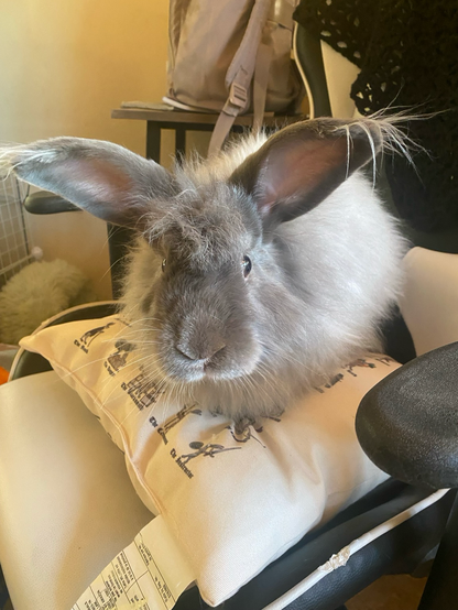 Bunny rabbit naned Rocco sitting on a chair