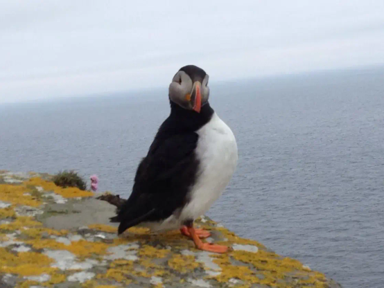 Sassy puffin on a cliff ledge 