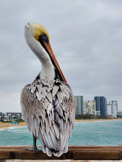 Image is a pelican, back to viewer, with head turned so beak can be seen. Water and city skyline in background.