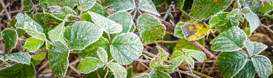 Frozen leaves of a bramble bush