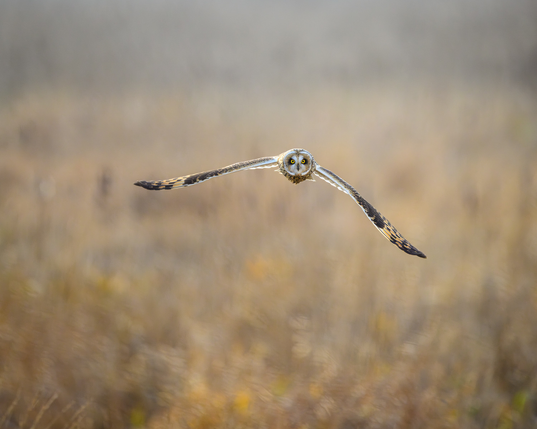 A short eared owl flies over the salt marshes of the Fraser river delta in British Columbia Canada.