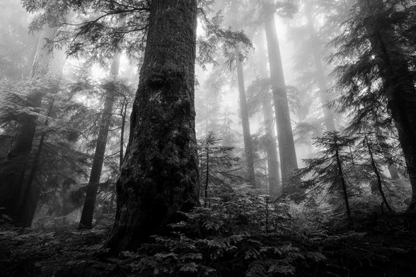 A black and white image of a foggy day in the old growth forests just outside of Vancouver, BC, Canada