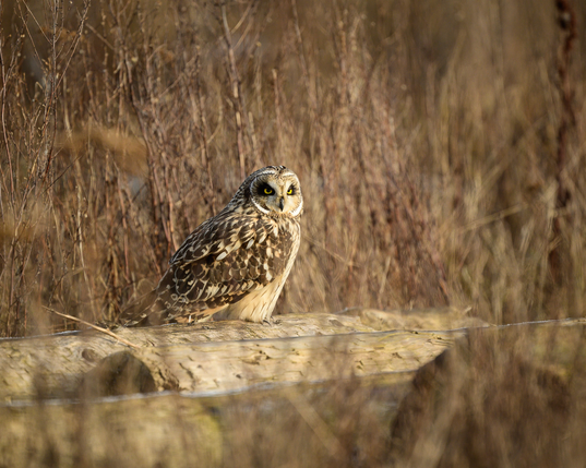 A short eared owl resting on a log in the salt marsh of the Fraser river delta in British Columbia, Canada.