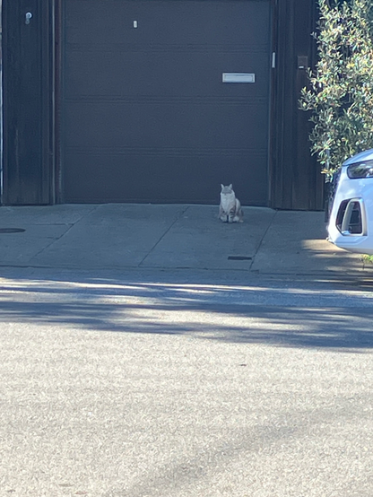 A cat sitting on the sidewalk in San Francisco 