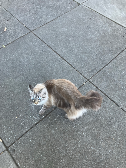 Grey and while cat makes a friend in SF