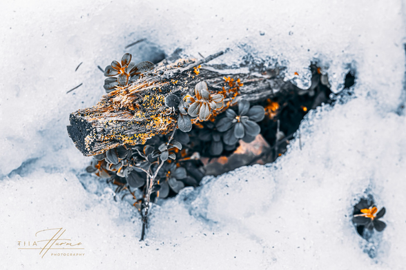 Lingonberry in Winter