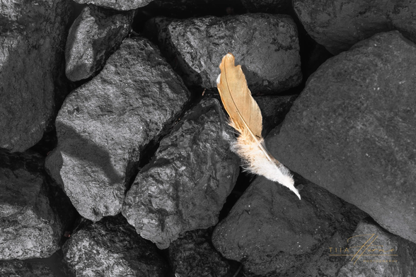 Feather on rocks