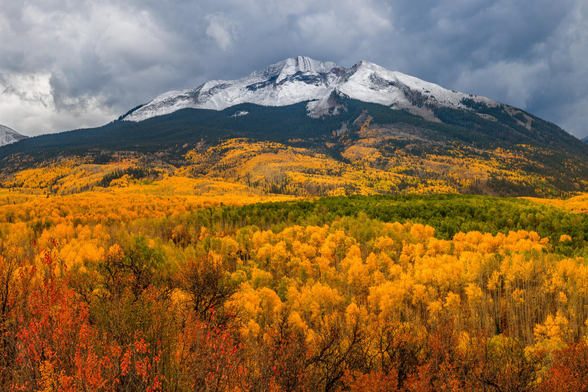 Brilliant fall colors blanket the West Elk Mountains in Colorado, with golden and orange aspens creating a vibrant foreground. Snow-dusted peaks rise dramatically under a moody, cloud-filled sky.