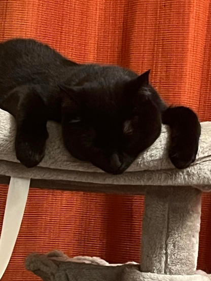 A black cat is sleeping with its head resting on a bed of her cat tree. Herfront paws are hanging over the edge. The background includes a textured orange curtain.