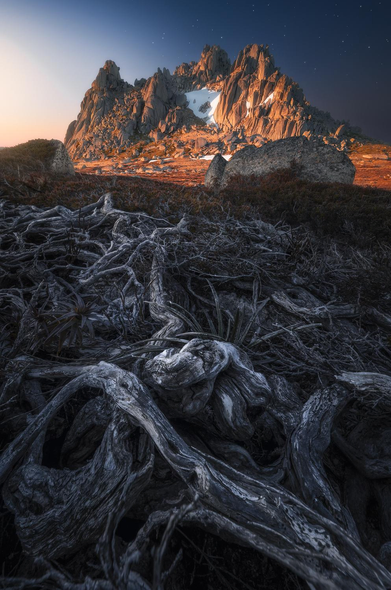 an image of a mountain at sunrise with a series of roots in the foreground leading the eye through the frame