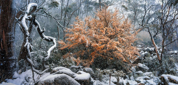 Tasmania’s endemic Tanglefoot (Nothofagus gunnii), Australia’s only gold-weather deciduous tree is draped in a thick blanket of snow. Its leaves are a bright golden, contrasting against drab greens and greys of Snow gums and Pandani.