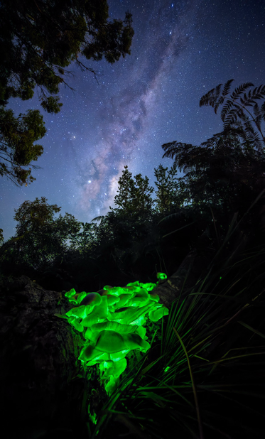 During the autumn months, Tasmania sees a brief explosion of a short-lived bioluminescent fungus, the so-called Ghost fungus (Omphalotus nidiformis) in secluded damp forest patches affixed to rotting trees. Owing to their typical low position hidden underneath forest canopies, a view out to the night sky is very rarely afforded, much less on clear nights – making this view out to the crown jewel of the night sky, the galactic centre of the Milky Way, a truly once in a lifetime opportunity.