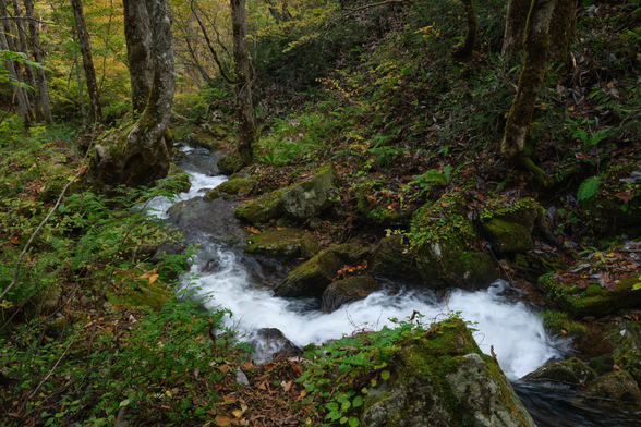 A creek flows downstream through the forest. 