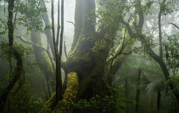 Antarctic beech tree in lamington backlit in the fog